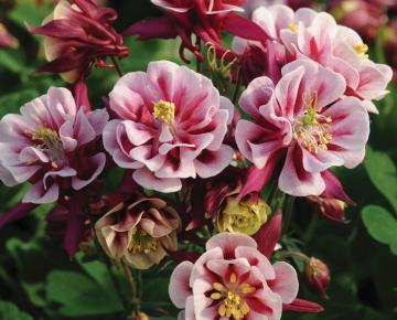 Aquilegia vulgaris 'Winky Double Red & White'