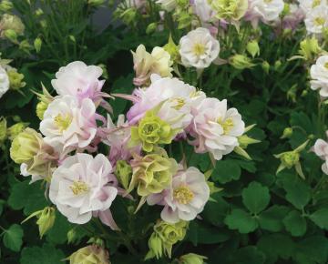 Aquilegia vulgaris 'Winky Double Rose & White'
