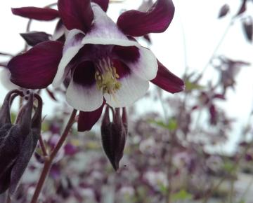 Aquilegia vulgaris 'William Guiness'
