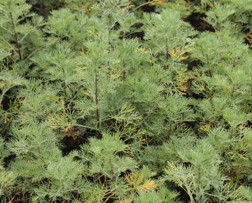 Artemisia abrotanum