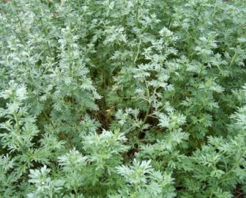 Artemisia absinthium