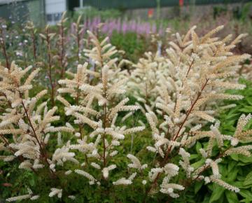 Aruncus aethusifolius