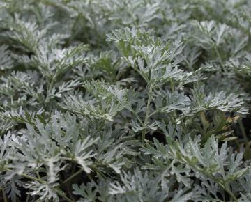 Artemisia absinthium 'Lambrook Silver'