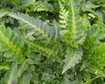 Arachnoides aristata 'Variegata'