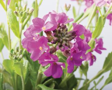 Arabis blepharophylla