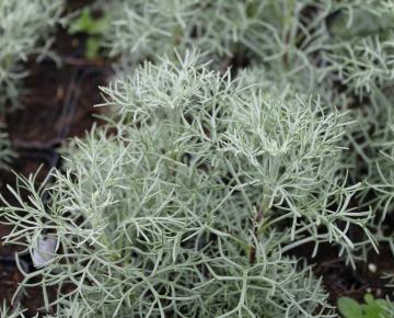 Artemisia 'Canescens'