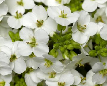 Arabis caucasica 'Bakkely'