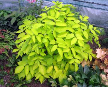 Aralia cordata 'Sun King'