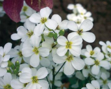 Arabis caucasica 'Snowcap'