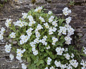 Arabis caucasica 'Snowcap'