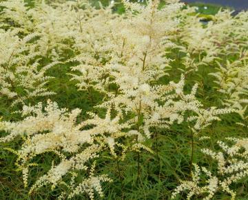 Aruncus dioicus 'Kneiffii'