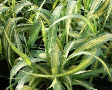 Arundo donax 'Variegata' 3l.