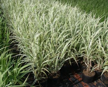 Arundo donax 'Variegata'