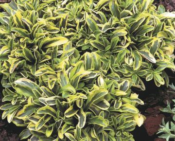 Arabis ferdinandi-cobourgii 'Old Gold'