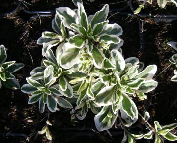 Arabis ferdinandi-cobourgii 'Variegata'
