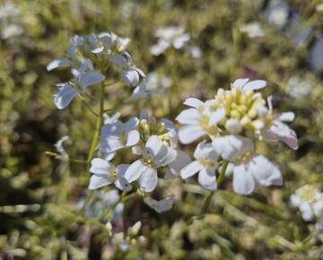 Arabis ferdinandi-cobourgii 'Variegata'