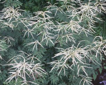 Aruncus  'Horatio'