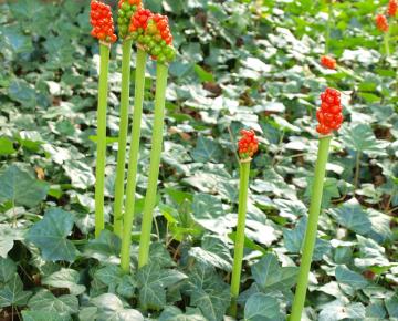 Arum italicum