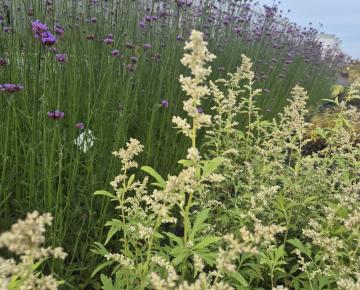 Artemisia lactiflora 'Elfenbein'