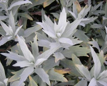 Artemisia ludoviciana 'Silver Queen'