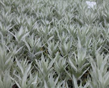 Artemisia ludoviciana 'Valerie Finnis'