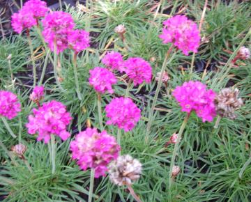 Armeria maritima 'Dusseldorfer Stolz'