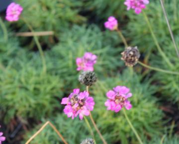 Armeria maritima 'Rosea Compacta'