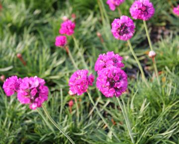 Armeria maritima 'Splendens Perfecta'