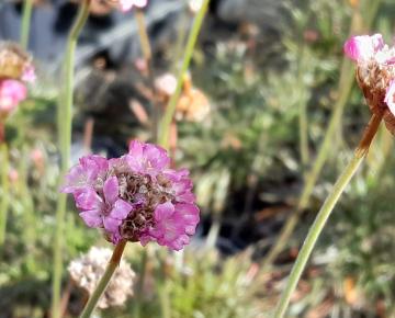 Armeria maritima 'Vesuv'