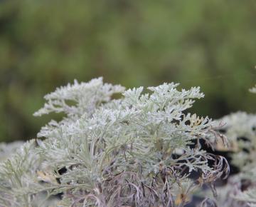 Artemisia 'Powis Castle'