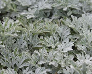 Artemisia stelleriana 'Boughton Silver' ('Mori's Form')