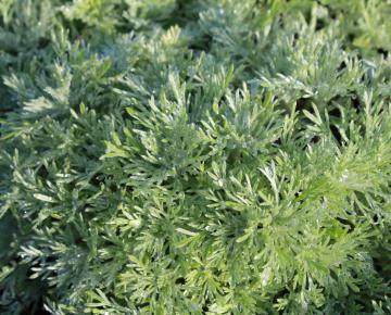 Artemisia schmidtiana 'Nana'
