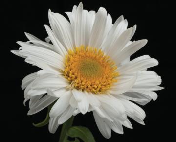 Aster alpinus 'Albus'