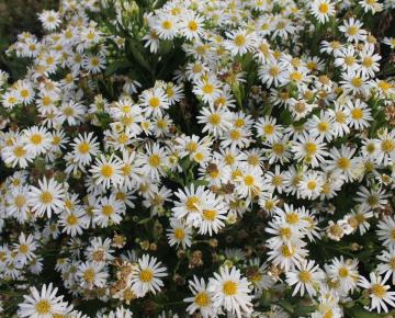 Aster ageratoides 'Ashvi'