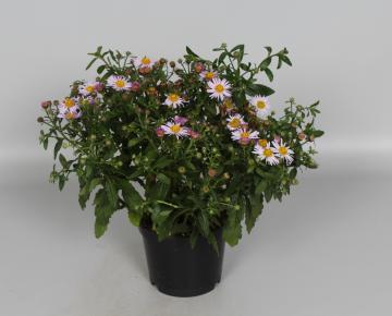 Aster ageratoides 'Asmo'