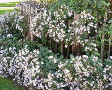 Aster ageratoides 'Asran'