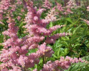 Astilbe arendsii 'Bressingham Beauty'