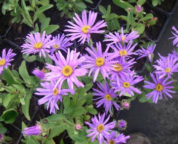 Aster amellus 'Blue King'