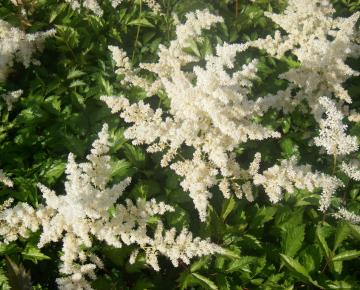 Astilbe arendsii 'Brautschleier'
