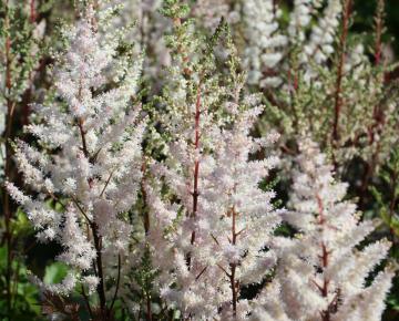 Astilbe arendsii 'Bumalda'