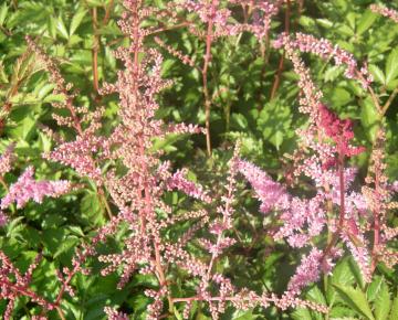 Astilbe arendsii 'Cattleya'