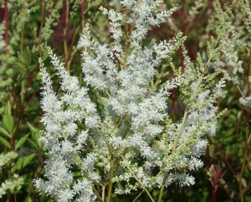 Astilbe arendsii 'Diamant'