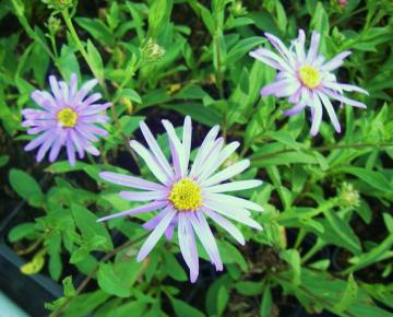 Aster amellus 'Dr. Otto Petschek'
