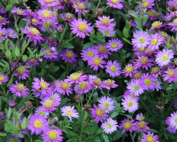 Aster ageratoides 'Ezo Murazaki'