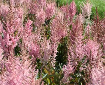 Astilbe arendsii 'Erika'