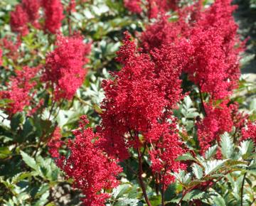 Astilbe arendsii 'Etna'