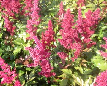 Astilbe arendsii 'Fanal'