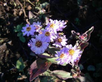 Aster ageratoides 'Harry Schmidt'