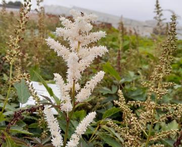 Astilbe arendsii 'Happy Spirit'