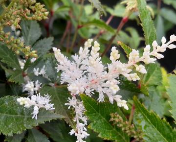 Astilbe arendsii 'Irrlicht'